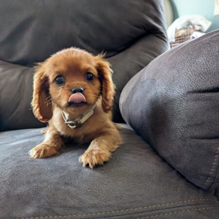 Bella - Cavalier Puppy
