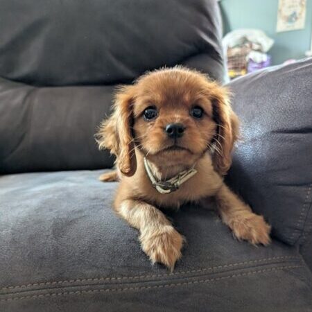 Bella - Cavalier Puppy