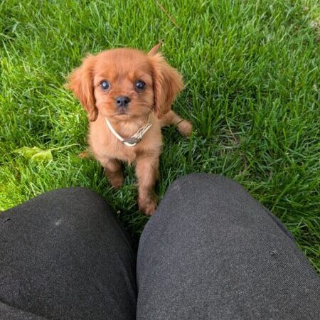 Bella - Cavalier Puppy