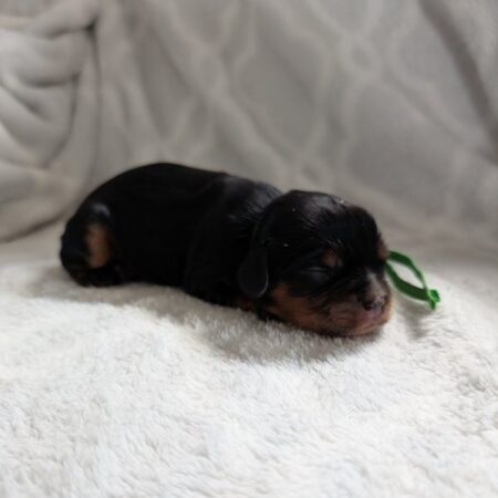 Casper - Cavalier Puppy