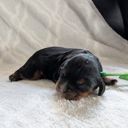 Casper - Cavalier Puppy