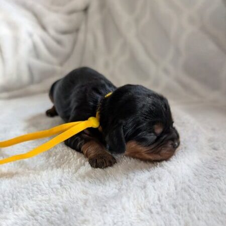 Cassie - Cavalier Puppy