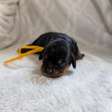 Cassie - Cavalier Puppy