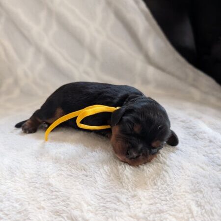 Cassie - Cavalier Puppy
