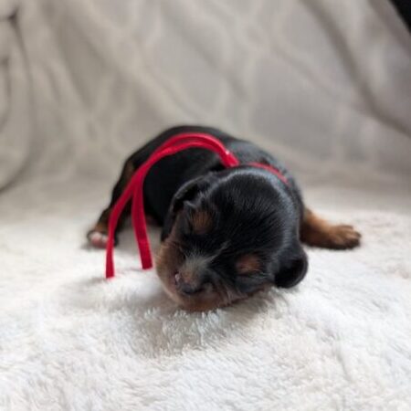 Chief - Cavalier Puppy