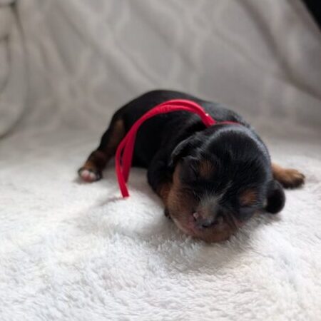 Chief - Cavalier Puppy