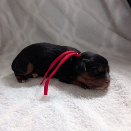 Chief - Cavalier Puppy
