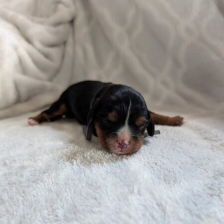 Cory - Cavalier Puppy