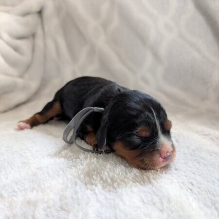 Cory - Cavalier Puppy
