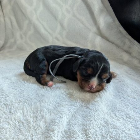 Cory - Cavalier Puppy