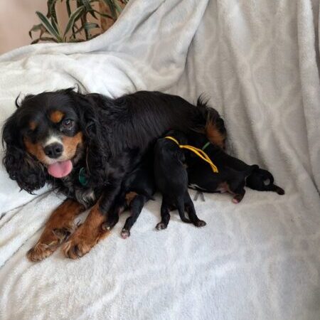Penny & her Pups