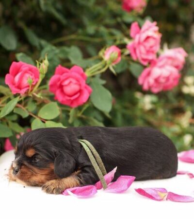 Casper - Cavalier Puppy