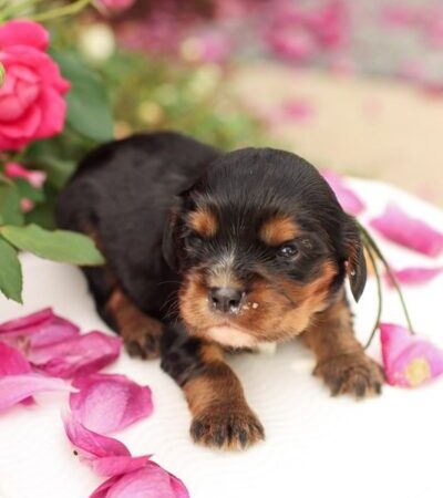 Casper - Cavalier Puppy