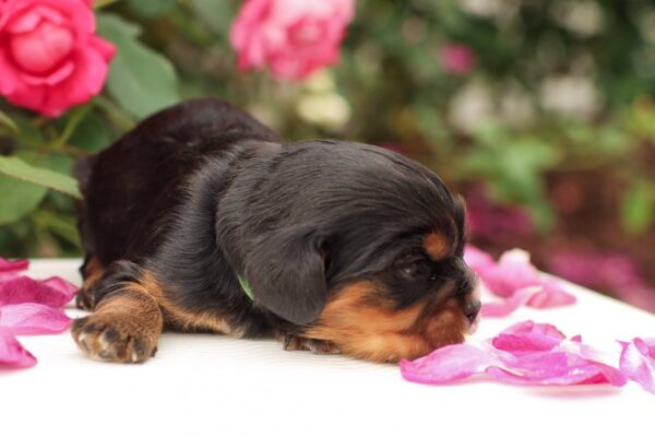 Casper - Cavalier Puppy