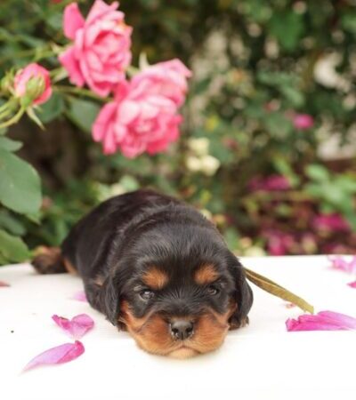 Cassie - Cavalier Puppy