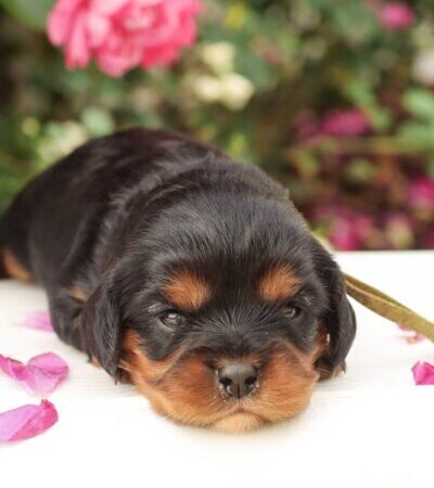 Cassie - Cavalier Puppy