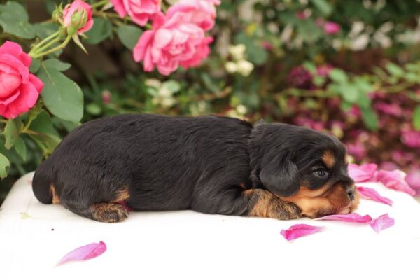 Cassie - Cavalier Puppy