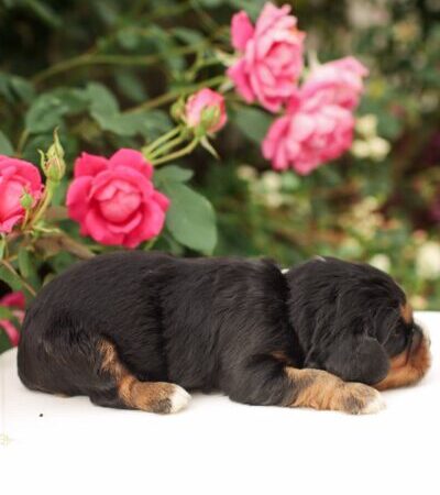 Cory - Cavalier Puppy