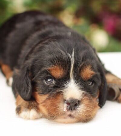 Cory - Cavalier Puppy