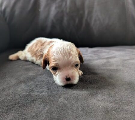 Daisy - Cavalier Puppy
