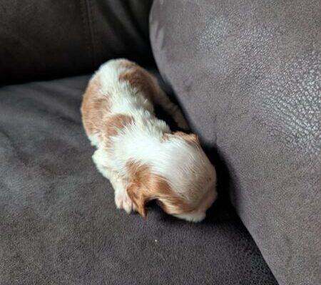 Daisy - Cavalier Puppy