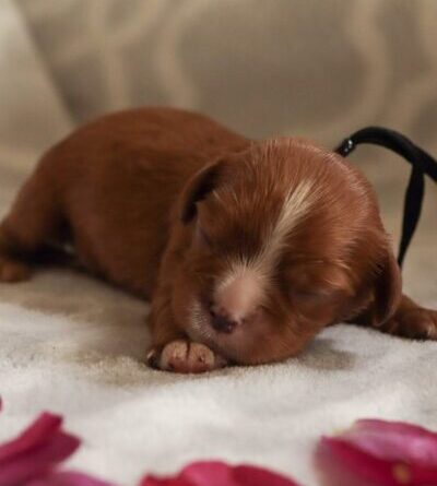Dallas - Cavalier Puppy