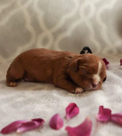 Dallas - Cavalier Puppy