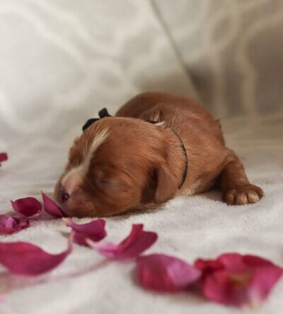 Dallas - Cavalier Puppy