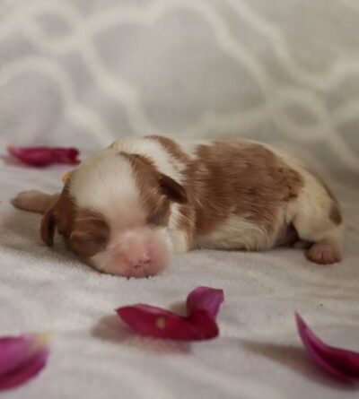 Dana - Cavalier Puppy