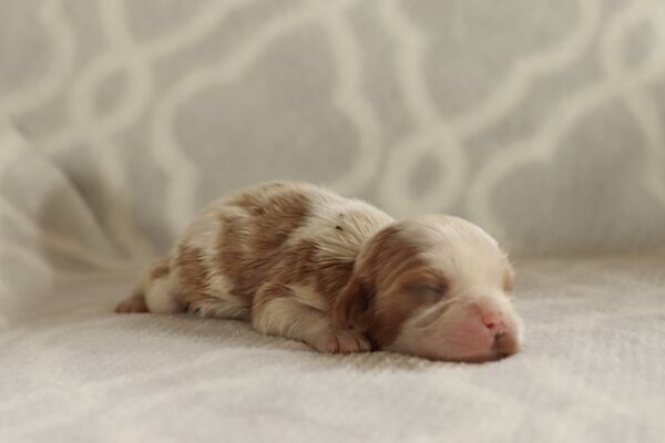 Dana - Cavalier Puppy