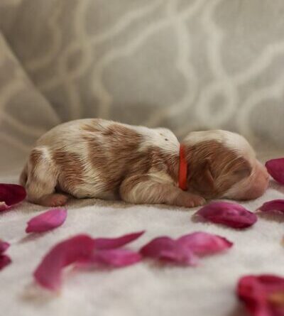 Darla - Cavalier Puppy