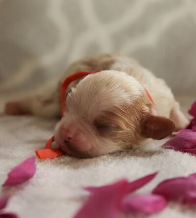 Darla - Cavalier Puppy