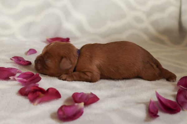 Diego - Cavalier Puppy