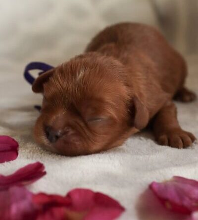 Diego - Cavalier Puppy
