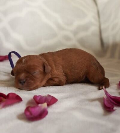 Diego - Cavalier Puppy