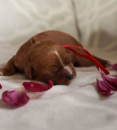 Duffy - Cavalier Puppy
