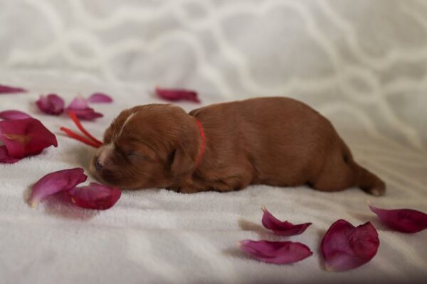 Duffy - Cavalier Puppy