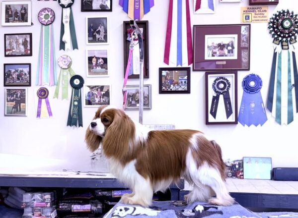 Ursus - Cavalier Sire