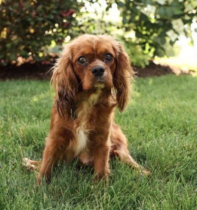 Nala - Cavalier Dam