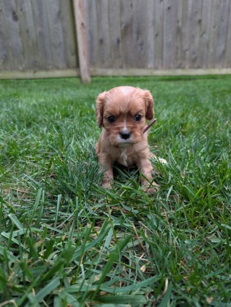 Flash - Cavalier Puppy