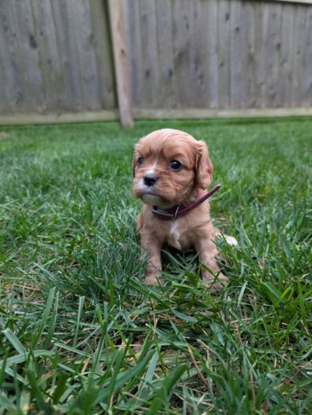 Flash - Cavalier Puppy
