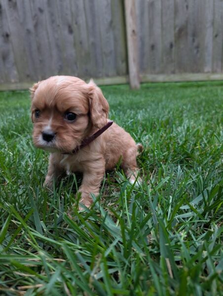 Flash - Cavalier Puppy