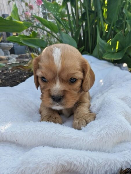 Gordon - Cavalier Puppy
