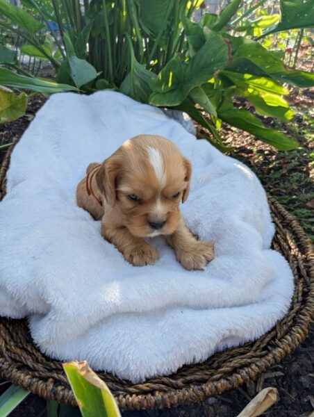Gordon - Cavalier Puppy