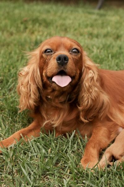 Sophie - Cavalier Dam