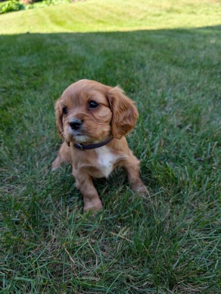 Geo - Cavalier Puppy