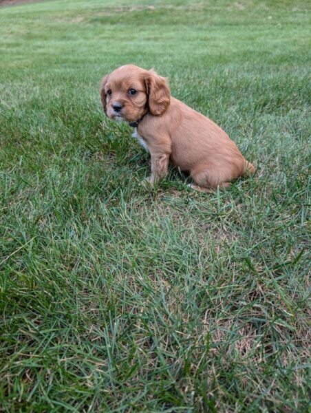 Geo - Cavalier Puppy