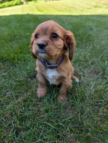 Geo - Cavalier Puppy