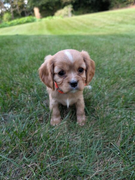 Gordon - Cavalier Puppy