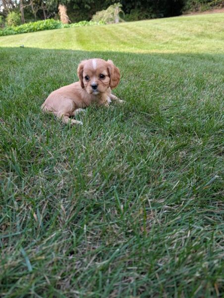 Gordon - Cavalier Puppy